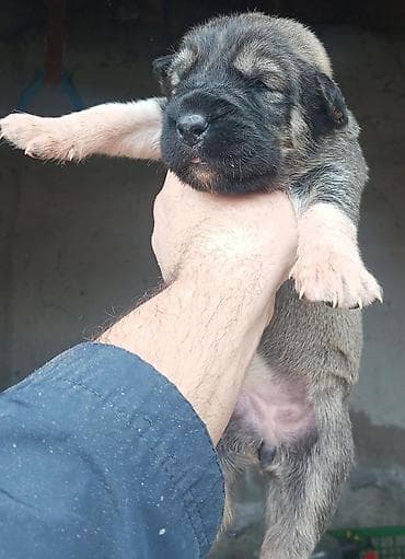 Gəmiricilər: Peyvəndli — 5