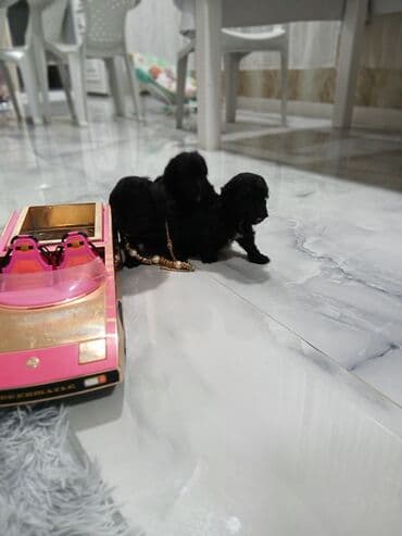 itlər pudel: Pudel, 2 ay, Dişi, Sənədli, Pulsuz çatdırılma — 3