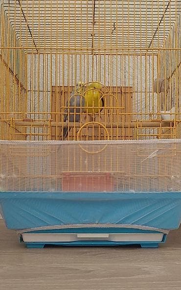 Cex quslari . QEFESLE BIRLIKDE HEM YEM QABI HEM SU QABI DAXIL,iki defe
