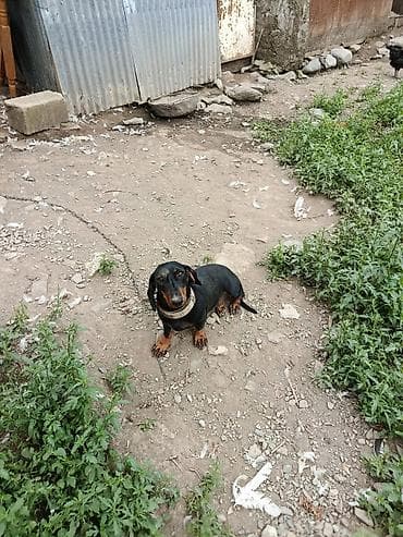 ev heyvanları it: Satılır: qısa tüklü, qara rəngli taksa (daxshund) cinsi it — 2