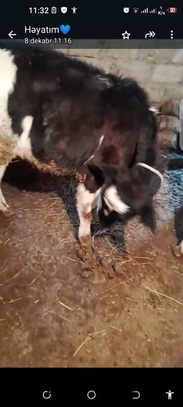 yerli cins inekler: 6 ayliq ivanofka ineyin balasi 1 yasli disi keci 1 qoca qoyun Hamisi — 1