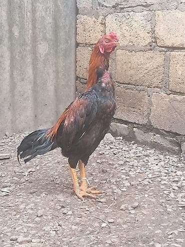 Heyratı bece Ella temiz cinsdi satildiqdan sora ellan silinecek