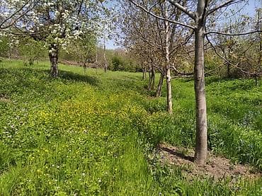 ismayıllı torpaq: 20 sot, Tikinti, Mülkiyyətçi — 5