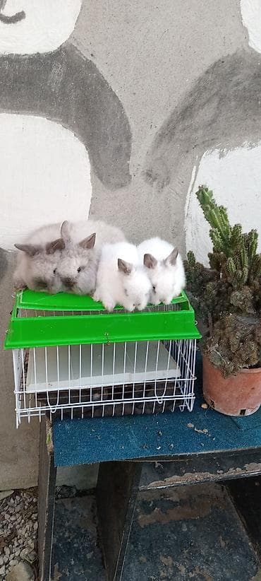 Птицы: Akor bala. cűtű. 25. m — 1