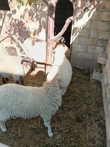 keçi satılır: Qoyun sürüsü satılır Hamısı erkek dir cekisi biri 54 kl o birleri 34 — 2