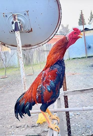 Pişiklər: Məhsul: Cins heyratı xoruz satılır endirim olacaq real alıcı yazsın — 1