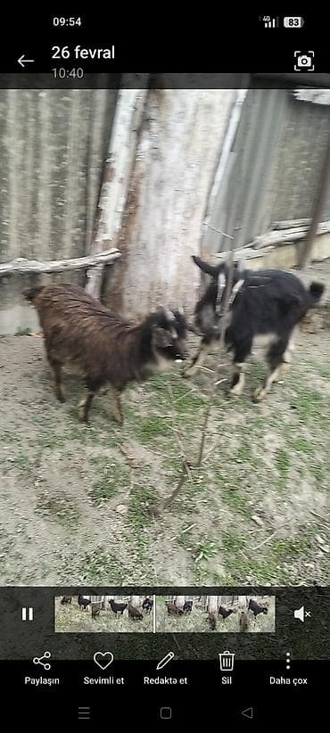 Dovşanlar: Məhsul: Keçilər (2 baş) Təsvir: - Şəkillərdə 2 ədəd gənc keçi — 3