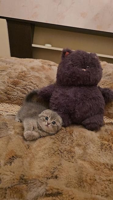 pisik latoku: Şotland — 6