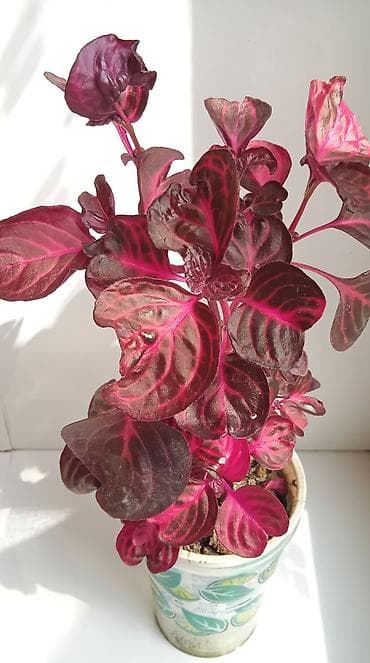 Gübrələr: İresine herbstii (qırmızı irezin) – dekorativ otaq bitkisi - Parlaq — 1