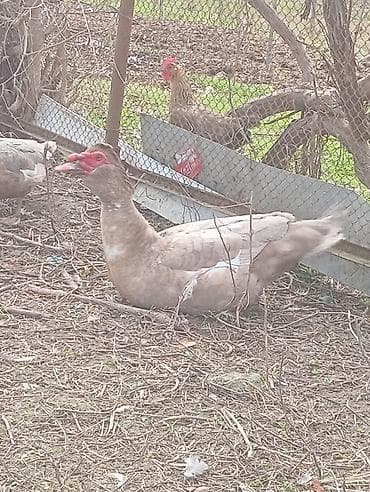 ordək yumurtası: Musk ördəkləri (Indoutka) – təsərrüfat üçün məhsuldar quşlar — 2