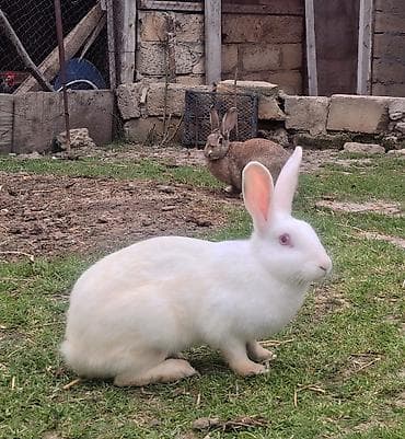 velikan dovsan: 2 ədəd 1 yaşında sağlam, təmiz, şirin " Velikan cinsi" ev dovşanı — 1