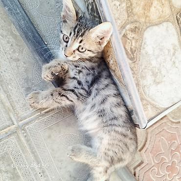 ucuz goyərcinlər: Tabbi, Yaxşı əllərə — 8