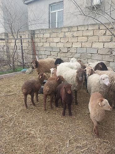 400 manatda 750 manata kimi var komda satılır ümumi 27 baş heyvandı