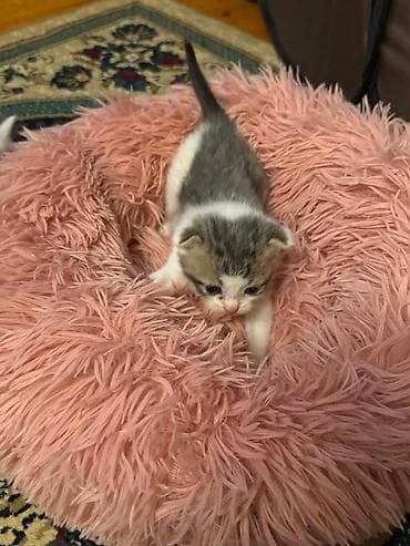 anqora pişik: Yaxşı əllərə — 9