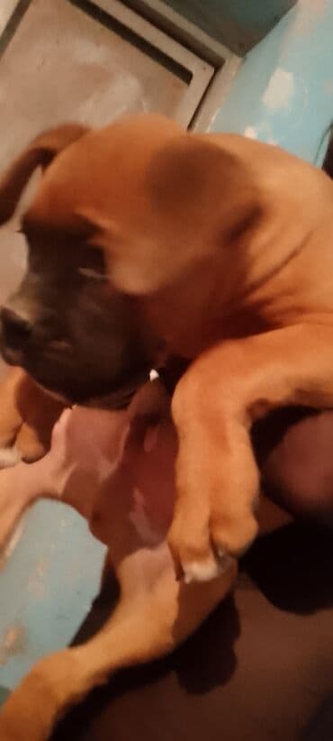 магазин собак в баку: Боксёр — 7