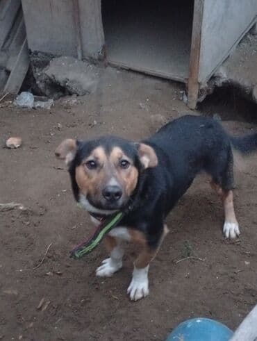 həyət qazı: Erkek — 1