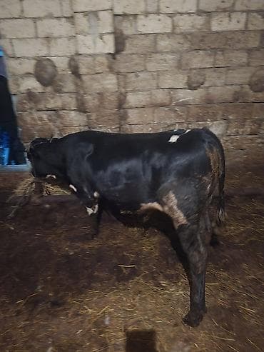 ucuz quzular: Qara-alaca erkək mal-qara (buğa/buzaq) - Rəng: parlaq qara, alında ağ — 6