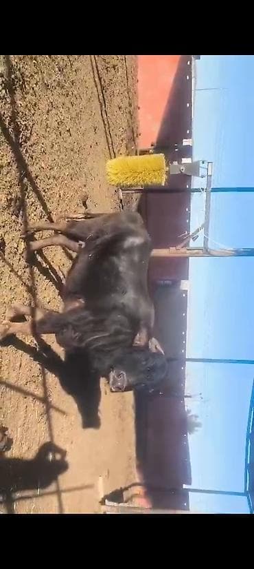 Toyota: Qisir camisdi 2700 azn — 2