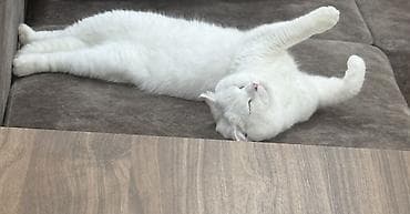 Şinşilla, Erkək, Cütləşmə üçün, Ünvandan götürmə