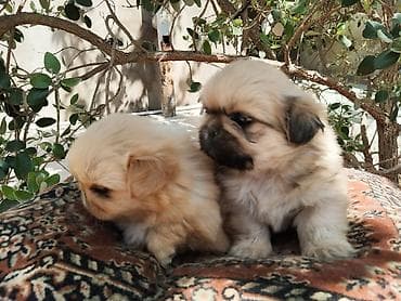 ov iti satisi: Pekines — 2