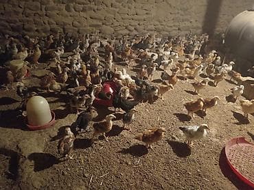 Toyuq cücələri, Damazlıq