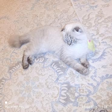 balaca ağ itlər: Şotland uzun tüklü, Erkək, Cütləşmə üçün — 8