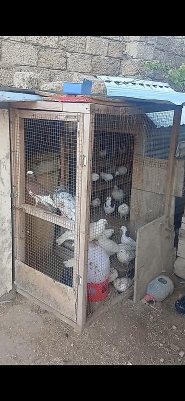 Salam Alekum Dam və Goyercinler tergizilir deye tecili satilir