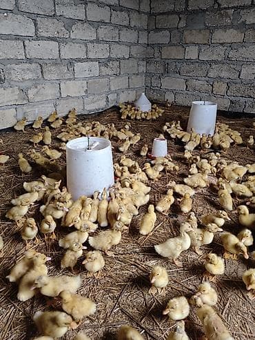 hind qusu satisi: Məhsul: Ördək balaları (cücələr) Təsvir: - Şəkillərdə böyük sayda — 9