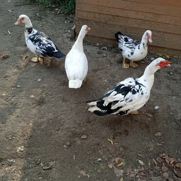 Inəklər, öküzlər: 1 erkek 5 dişi lal ördək musk cinsi — 1