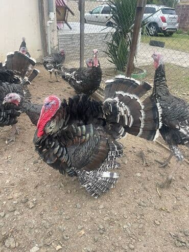 hinduşqa gəncə: Məhsul: Bronz hindilər (erkək və dişi) Təsvir: - Şəkillərdə iri — 2