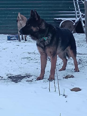 itlerin kreditle satisi: Alman çoban iti, Erkek — 4