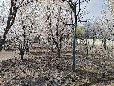 10 sot, Tikinti, Mülkiyyətçi, Kupça (Çıxarış)