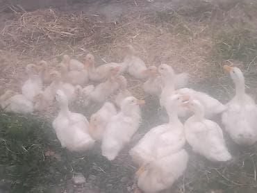 pulsuz itlerin verilmesi: Salam,21 ədəd cins ördək satılır,irili xırdalıdır,tək satılmır,yalnız — 3