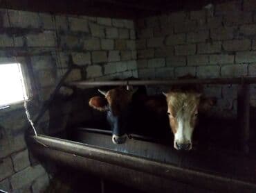 Great Wall: Satılır: iri buynuzlu heyvanla 11 baş 5 aylıq bordag malı çəkisi 130 — 4