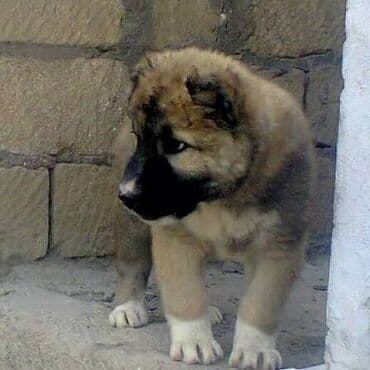 Digər heyvanlar: Salam 1 ayıiq Erkek Qurdbasar kuciki qalib 1 eded di supper kucukdi — 1