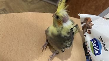 oğlan tutuquşu adları: Nymph paraket (cockatiel) – sarı çəlpaq və boz-qara naxışlı tüklər — 2