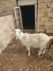 Коровы, быки: Самка, Alpine, Zanen, лет: 2, Для разведения, Для молока, Самовывоз — 2