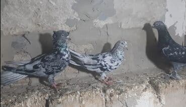 cins ineklerin qiymeti: Salam Əbrəşlərin 1 i maya 2si erkeydi tektek 1tmamatdi 3in — 2