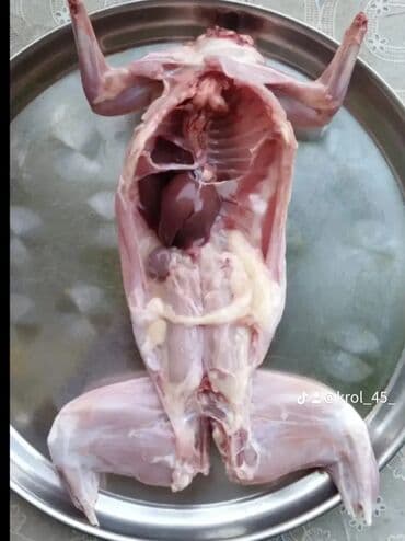 dovşan balaları: Məhsul: Təmizlənmiş dovşan cəmdəkləri Təsvir: - Şəkillərdə tam — 7