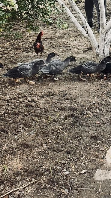 danisan quslar: Muscovy ördək balaları (barbariska) – təsərrüfatda böyüdülmüş, aktiv — 4