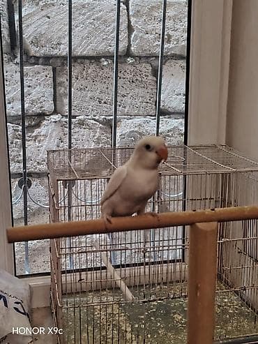 qulda amadin: Ağ fişer balası satılır. Yarı ruçnoydur – əldən yem yeyir, insanla — 2