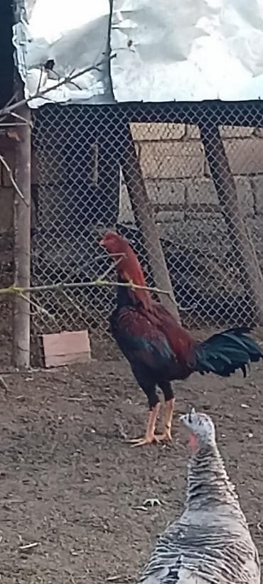 cins qoyunlar satilir: Aseel tipli xoruz - Cins: Aseel (uzun ayaqlı, iri bədənli, güclü — 4