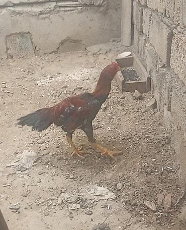 broyler cuce satisi: Taynıngətrib - Rəng: qırmızı-qara qarışıq lələklər, quyruq tünd - — 4