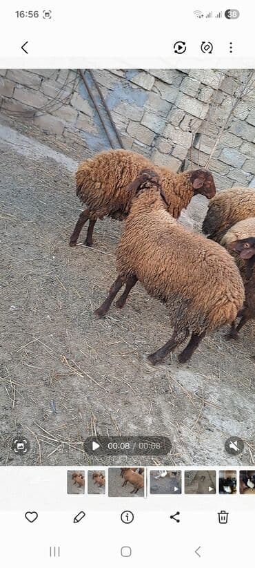 qoyun yanıbala: Qoyunlar – yerli cins, tünd qəhvəyi rəngli, qalın və sıx yunlu — 1