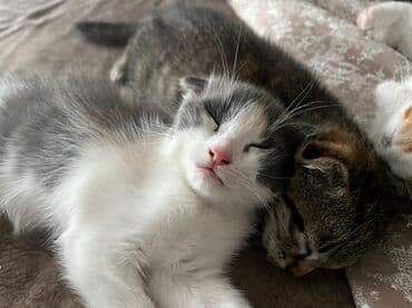 pişik sumkası: Dişi, Yaxşı əllərə, Ünvandan götürmə, Ödənişli çatdırılma — 3