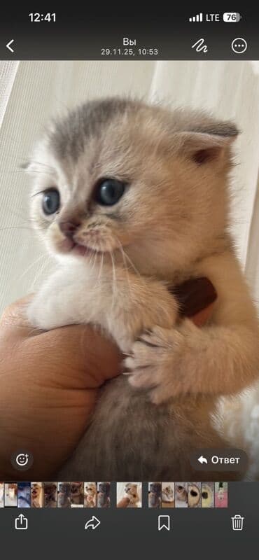 İtlər: Şotland yastı qulaq, Dişi, Yaxşı əllərə, Ünvandan götürmə — 3