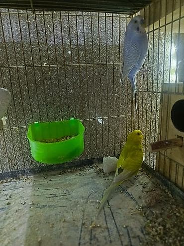 rainbow tutuquşu: Papuqaylar ‼️BARTER‼️ olunur satılmır — 3