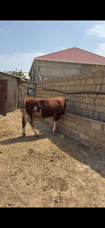 etlik iney: İki baş təmiz qan erkək simmental dana satılır. Böyüyünün 1 yaşı var — 2