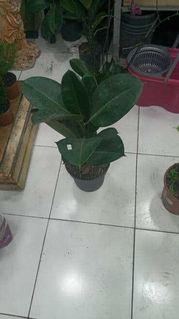 Gübrələr: Gül satsi Vathcapa yazın isdediyniz gülü ünvanda catraq Otaq gülleri — 4