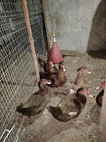 ağ ördək: Muskoviy ördəkləri (öküz ürəyi” kimi tanınır) - Rənglər: əsasən — 3